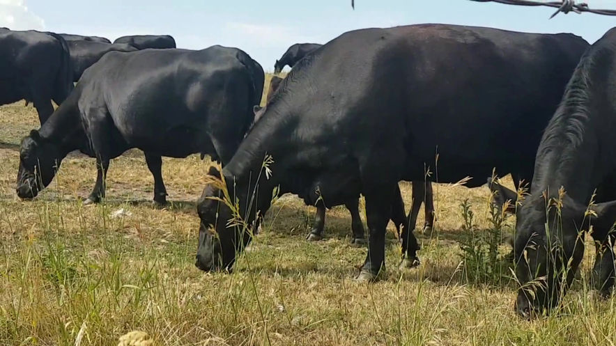 He's Got the Whole World